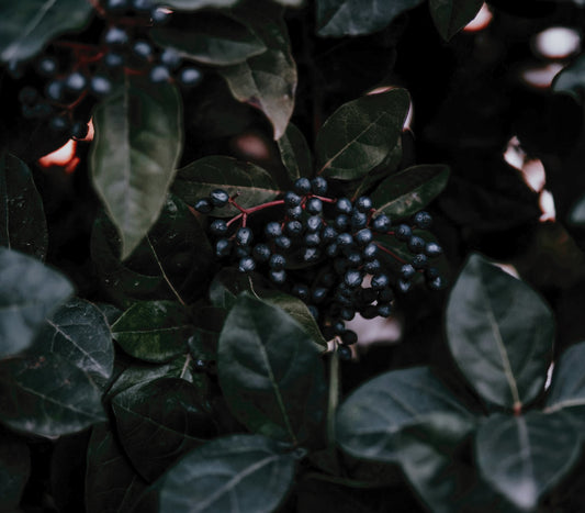Wild-Harvested Elderberry: The Ancient European Secret Your Family Will Love